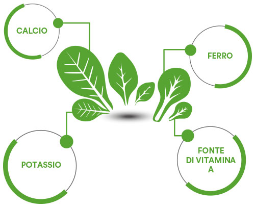 OrtoQui - Misticanza composizione