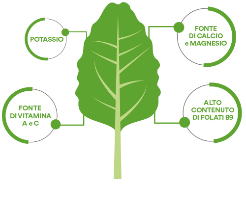 Bietoline-composizione